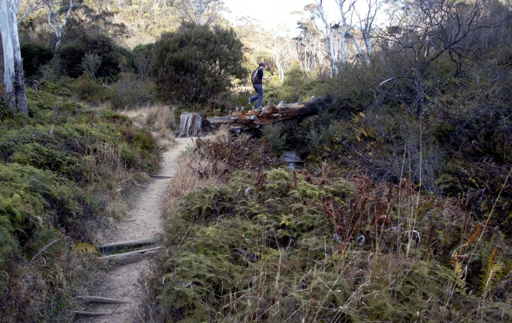 AG on log bridge