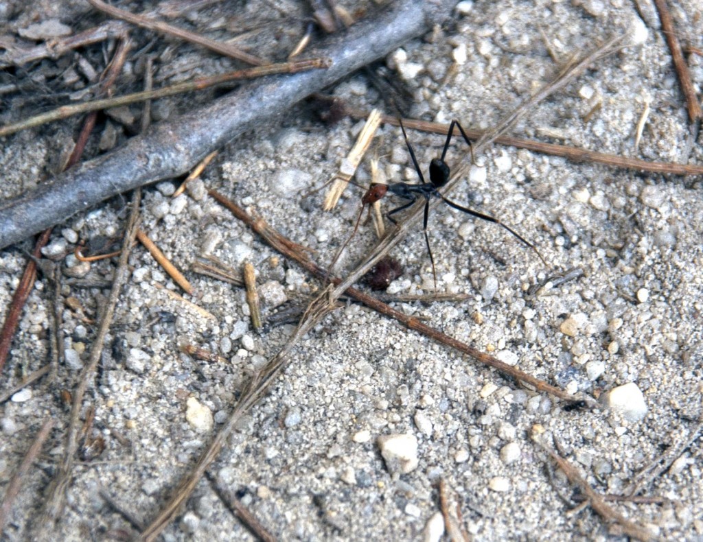Bulldog ant