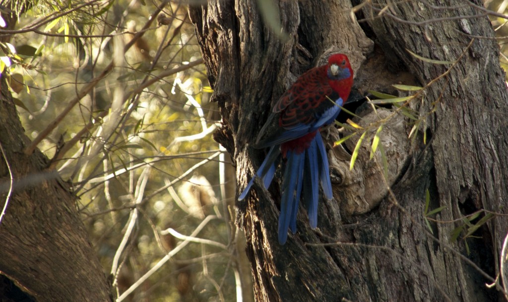 Crimson Rosella