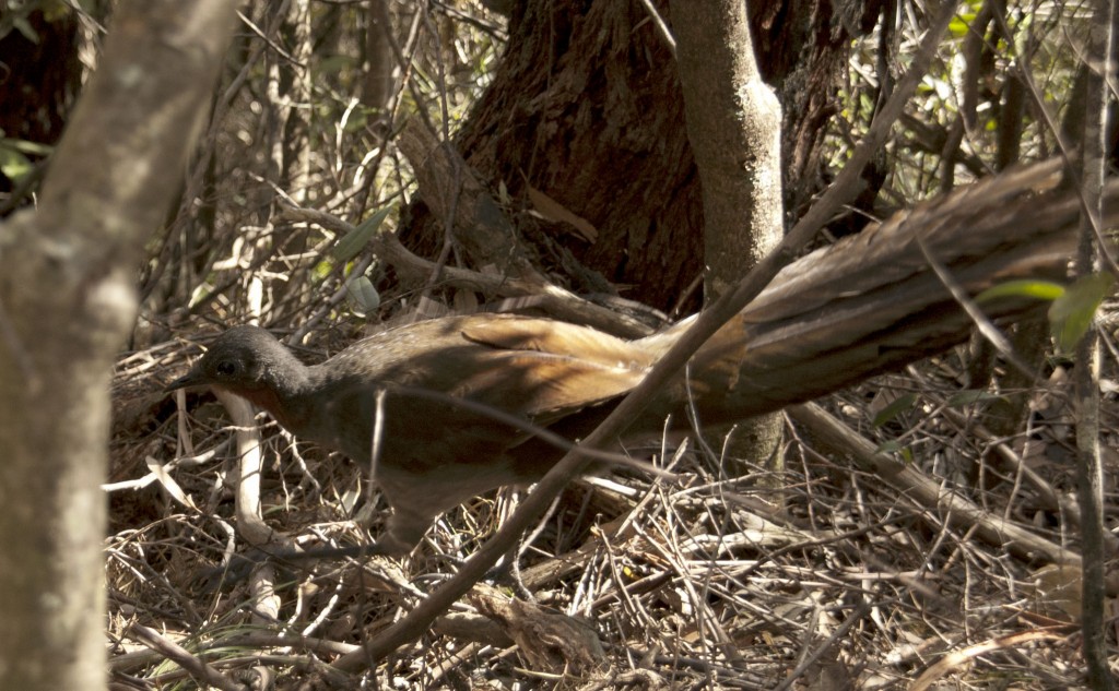 Female superb lyrebird 1