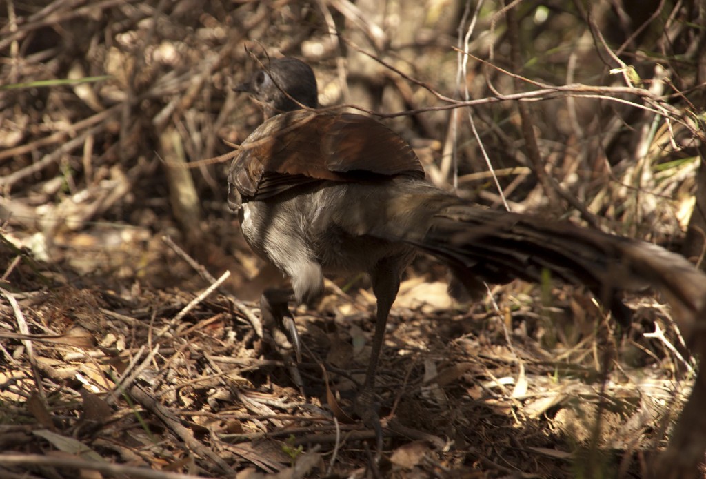 Female superb lyrebird 3 small
