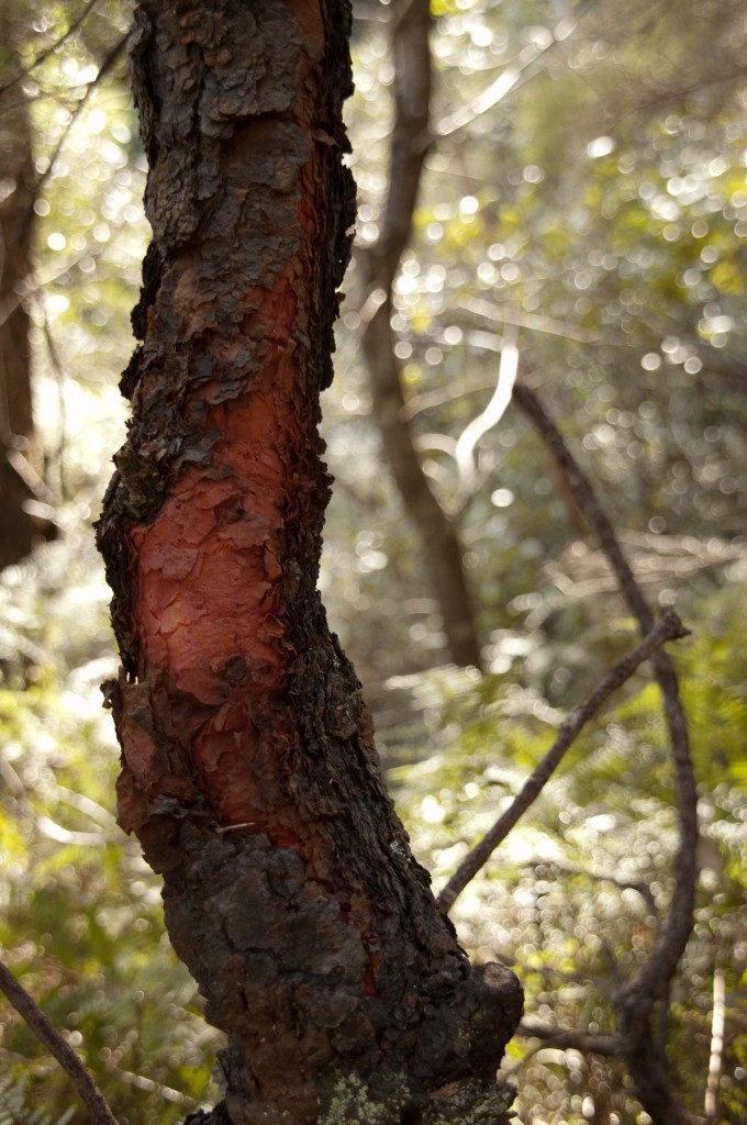 Red tree