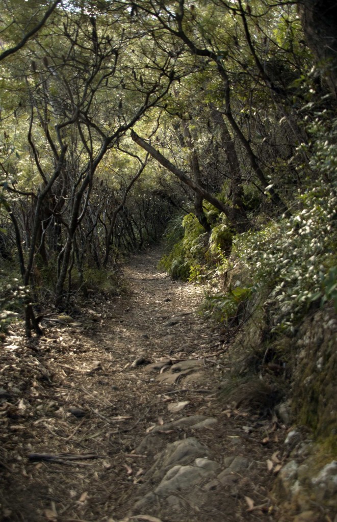 Wentworth woods trail 2