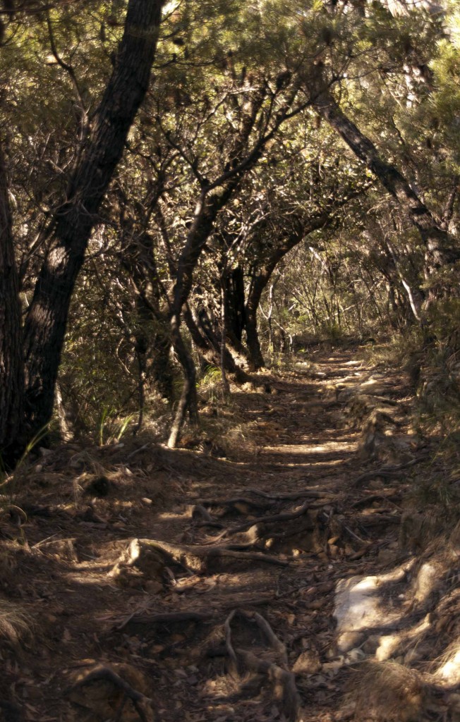 Wentworth woods trail