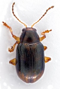 Paria fragariae-complex