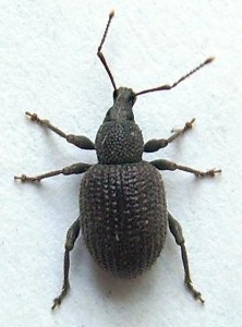 Otiorhynchus_ovatus_oberseite