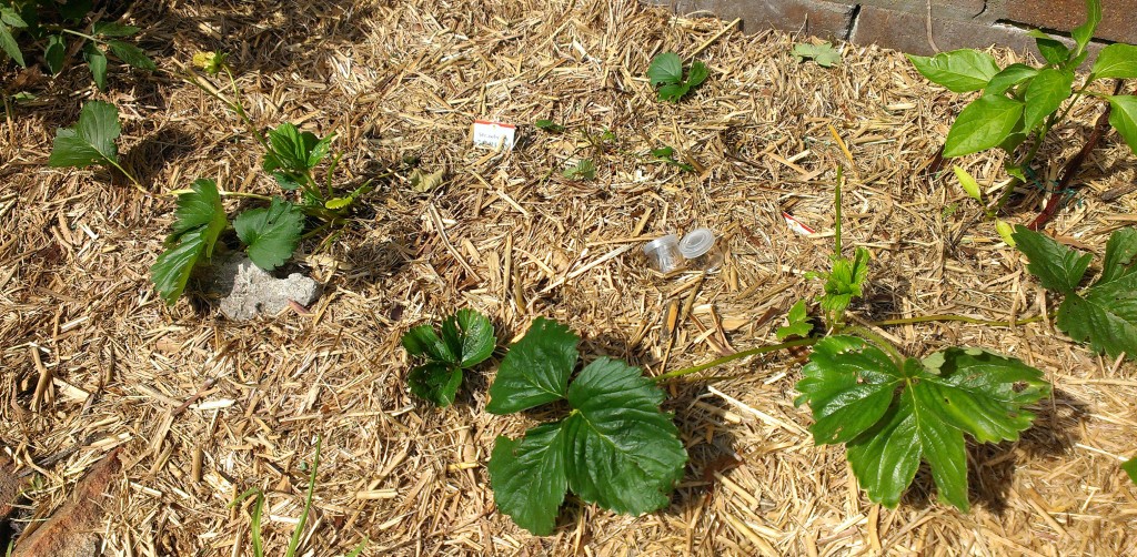 Very eaten plants